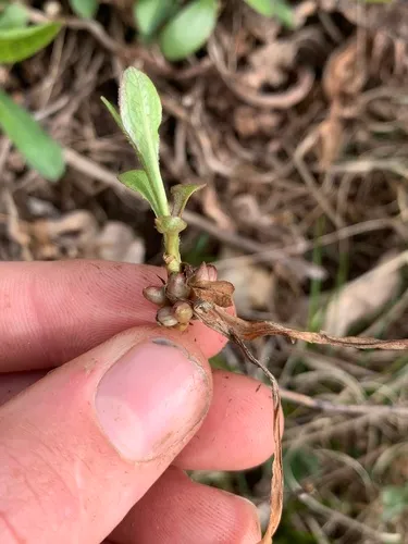 Rhopalomyia bulbula