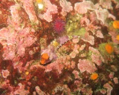 Snubnose Sculpin thumbnail 2