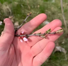 Nanking Cherry thumbnail 2