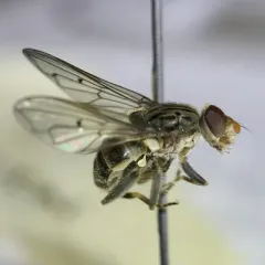 Pale-banded Sapeater thumbnail 3