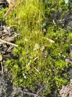 Pale Cow-hair Moss thumbnail 2