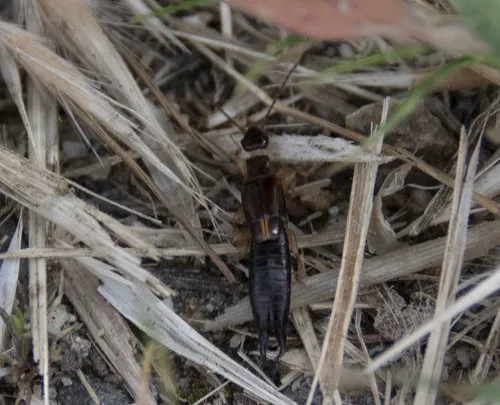 African earwig