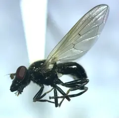 Eastern Longnose thumbnail 3