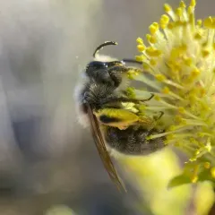 Frigid Mining Bee thumbnail 1