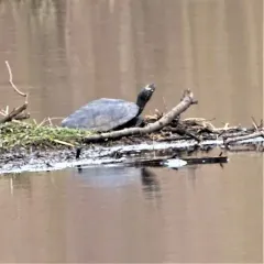Ouachita Map Turtle thumbnail 3