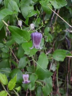 Pitcher's leatherflower thumbnail 4
