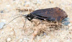 Oligostomis ocelligera thumbnail 4