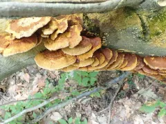 Inocutis rheades thumbnail 3