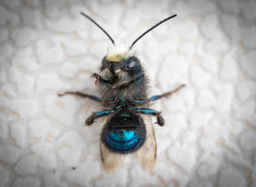 Blueberry Mason bee