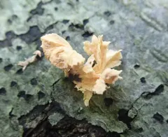 Xylaria flabelliformis thumbnail 4