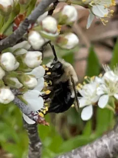 Blueberry Digger Bee thumbnail 3