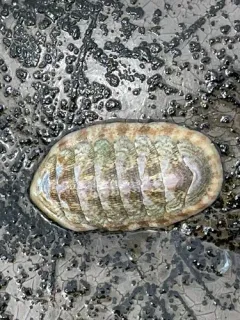 Eastern Beaded Chiton thumbnail 3