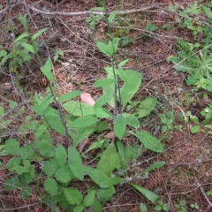 white hawkweed thumbnail 4