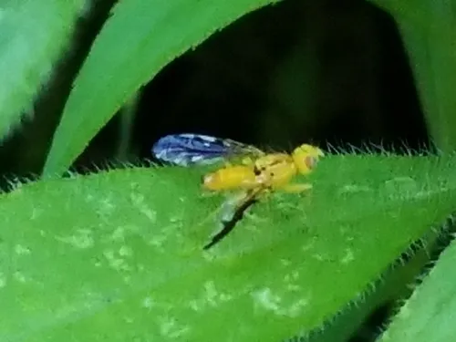 Strauzia longitudinalis
