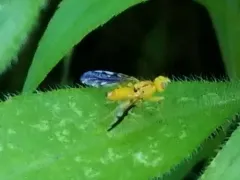 Strauzia longitudinalis thumbnail 1