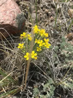 Spatulate Bladderpod thumbnail 2