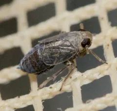 Kosswigianella lutulenta thumbnail 4