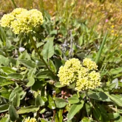 Arrowleaf Buckwheat thumbnail 2