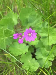 Hedgerow Crane's-bill thumbnail 1