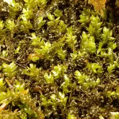 Platyhypnidium Moss thumbnail 1