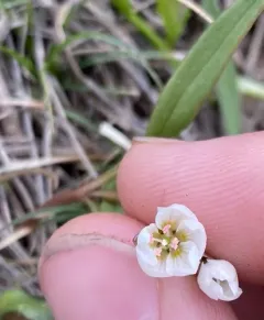 Rydberg's Springbeauty thumbnail 3