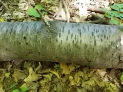 Phellinus prunicola thumbnail 4