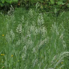 reed canary grass thumbnail 3