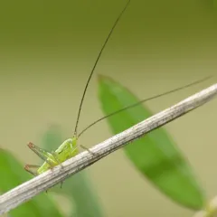 Slender Meadow Katydid thumbnail 1
