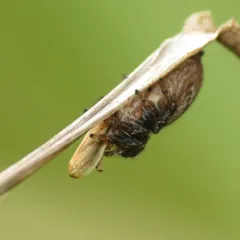 Lined Spittlebug thumbnail 2