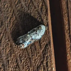 Snowy-shouldered Acleris Moth thumbnail 3