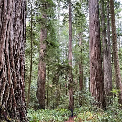 coast redwood