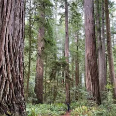 coast redwood thumbnail 1