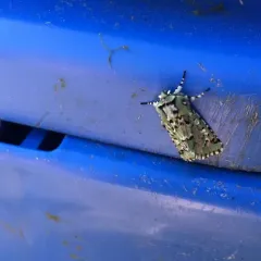 Deceptive Sallow thumbnail 1