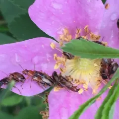 Silver-backed Orsodacnid Beetle thumbnail 2