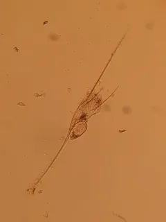 Kellicottia longispina thumbnail 3