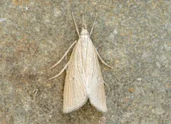 Wainscot Grass-veneer thumbnail 4