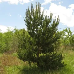 lodgepole pine thumbnail 2