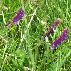 hairy vetch thumbnail 4