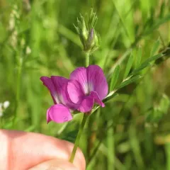 Common Vetch thumbnail 2