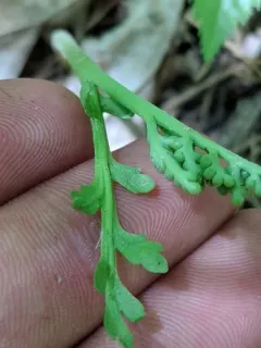 pointed moonwort thumbnail 4