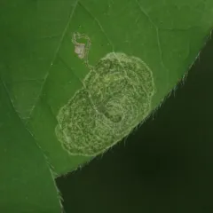 Laburnum Leafminer thumbnail 3