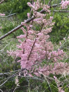 small-flowered tamarisk thumbnail 4