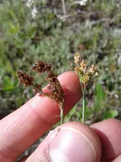 Fen Wood-rush thumbnail 4