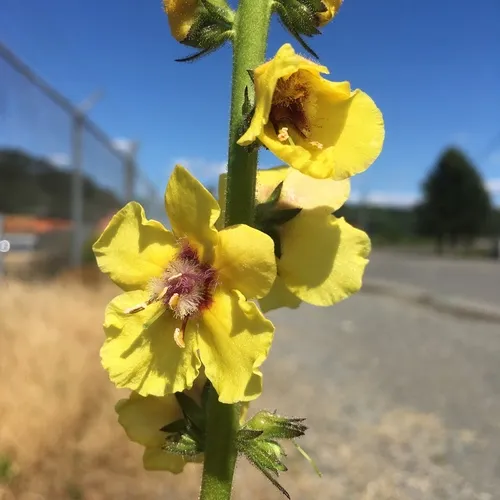 Wand Mullein