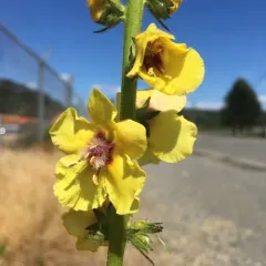 Wand Mullein thumbnail 1