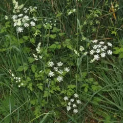 Rough chervil thumbnail 3