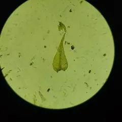 Fountain Feather-moss thumbnail 3