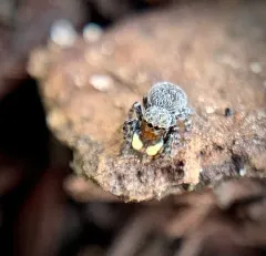 Minute Jumping Spider thumbnail 2