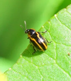 Prasocuris boreella thumbnail 2