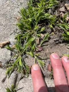 hardgrass thumbnail 1